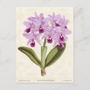 Hellviolette Cattleya-Orchidee Vintage-Botanik Postkarte