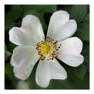 hellweiße Blume Poster