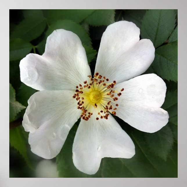hellweiße Blume Poster (Vorne)