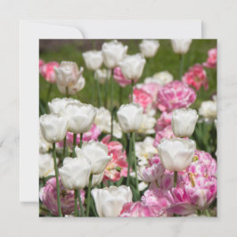 Hellweiße und rosa Tulpen an einem sonnigen Tag