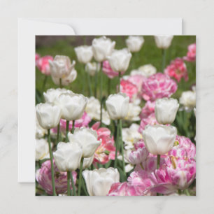 Hellweiße und rosa Tulpen an einem sonnigen Tag