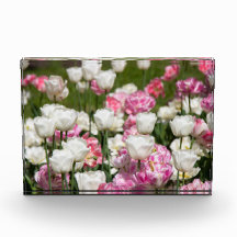 Hellweiße und rosa Tulpen an einem sonnigen Tag