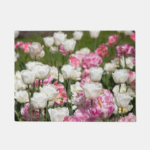 Hellweiße und rosa Tulpen an einem sonnigen Tag