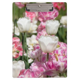 Hellweiße und rosa Tulpen an einem sonnigen Tag Klemmbrett