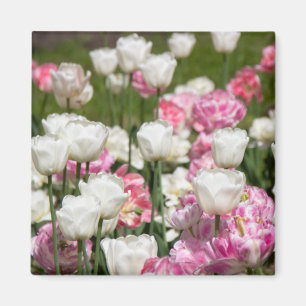 Hellweiße und rosa Tulpen an einem sonnigen Tag Magnet