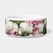 Hellweiße und rosa Tulpen an einem sonnigen Tag