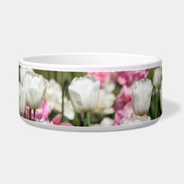 Hellweiße und rosa Tulpen an einem sonnigen Tag Napf