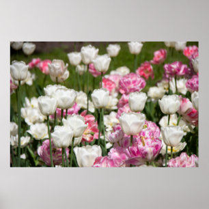 Hellweiße und rosa Tulpen an einem sonnigen Tag Poster