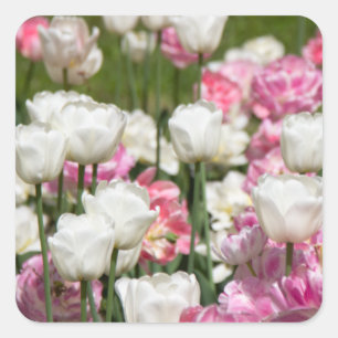 Hellweiße und rosa Tulpen an einem sonnigen Tag Quadratischer Aufkleber