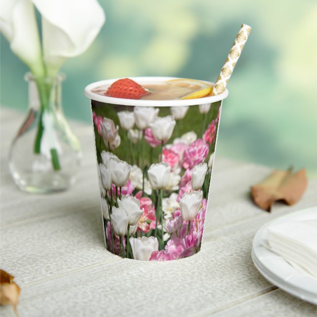 Hellweiße und rosa Tulpen auf sonniger Höhe Pappbecher (In Situ)