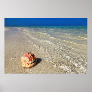 Helm-Muschel in tropischer Lagune Cassis Rufa Poster