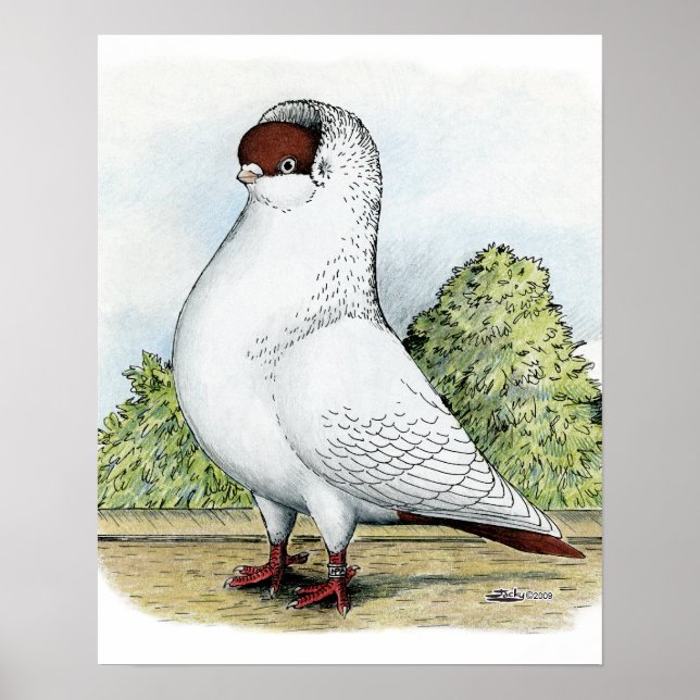 Helm: Rote Taube Poster (Vorne)