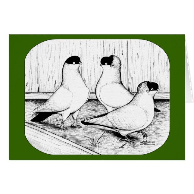 Helmet Pigeon Trio (Vorderseite (Horizontal))