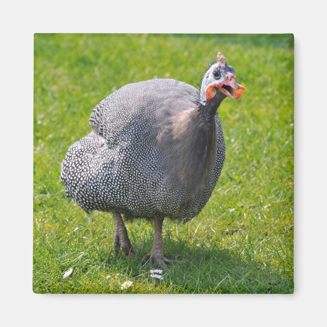 Helmeted Guineafowull auf Gras Magnet (Vorne)