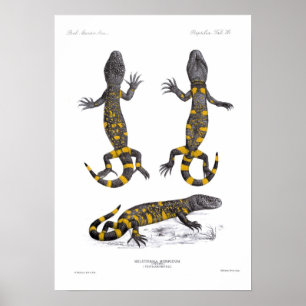 Heloderma Horridum (Beaded Lizard) Poster