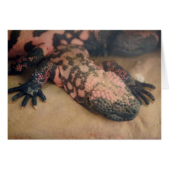 Heloderma suspectum (Vorderseite (Horizontal))