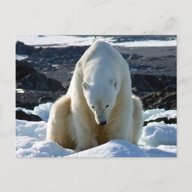Help, my World is melting! Postkarte (Vorderseite)