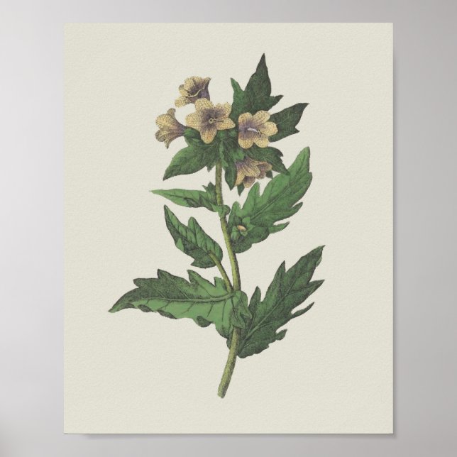 Hembane Wildblumen-Botanik Poster (Vorne)