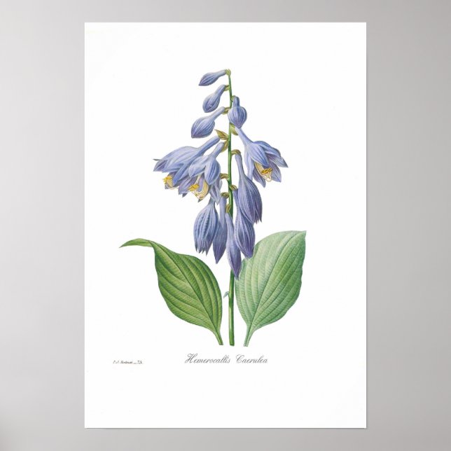 Hemerocallis caerulea poster (Vorne)