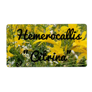 HEMEROCALLIS CITRINA LABEL