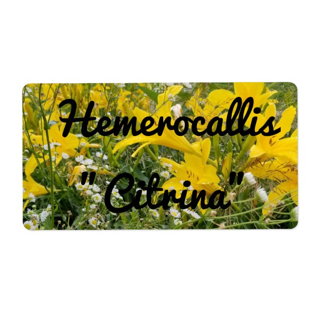 HEMEROCALLIS CITRINA LABEL (Vorne)