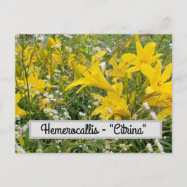 Hemerocallis - "Citrina" Postkarte
