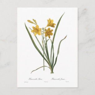 Hemerocallis flava postkarte