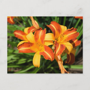 Hemerocallis fulva postkarte