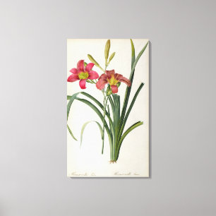 Hemerocallis fulva, von "Les Liliacees", 1805 Leinwanddruck