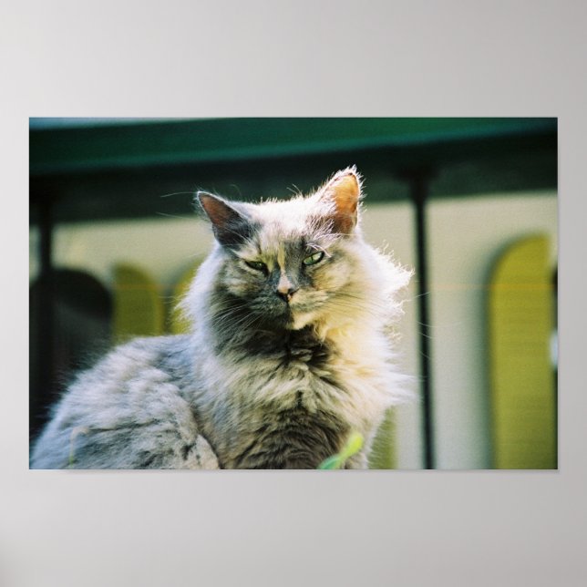 Hemingway cat 2 - Poster & Print (Vorne)