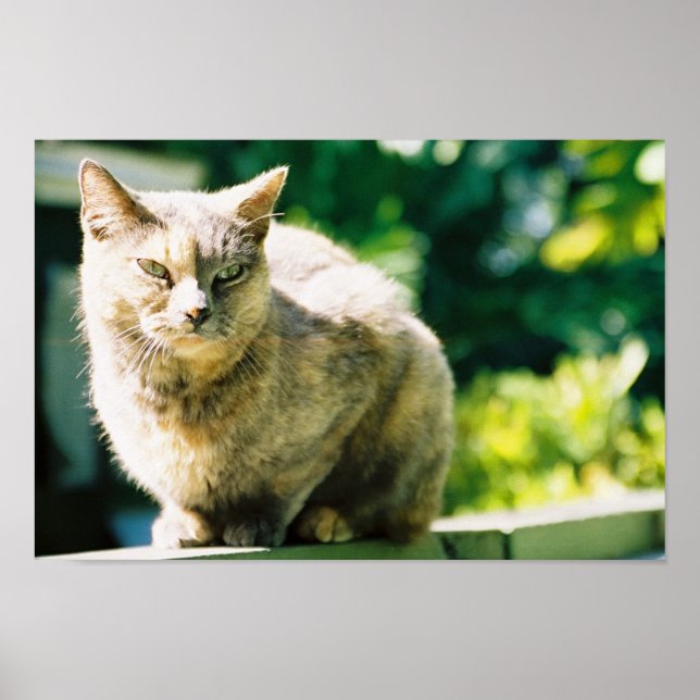 Hemingway Cat 3 - Poster & Print (Vorne)