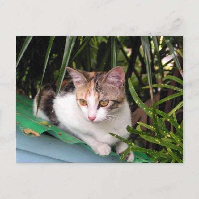 Hemingway Cat Postkarte (Vorderseite)