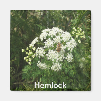 Hemlock Magnet