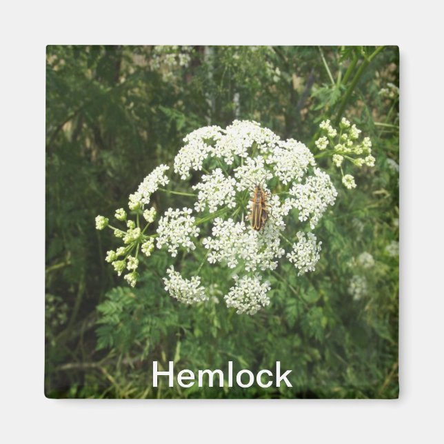Hemlock Magnet (Vorne)