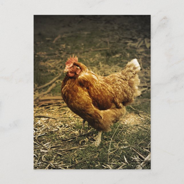 Hen Chicken Bird Farmyard Animal Poulry Postkarte (Vorderseite)