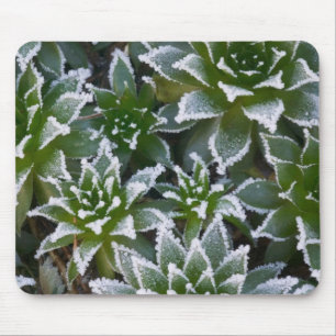 Hen & Chicks sukkultiviert mit Frost am Anfang Mousepad