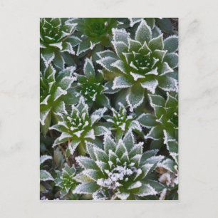 Hen & Chicks sukkultiviert mit Frost am Anfang Postkarte