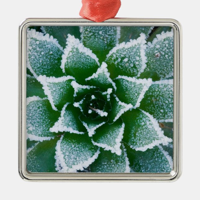 Hen & Chicks sukkultiviert mit Frost am Anfang Silbernes Ornament (Vorne)
