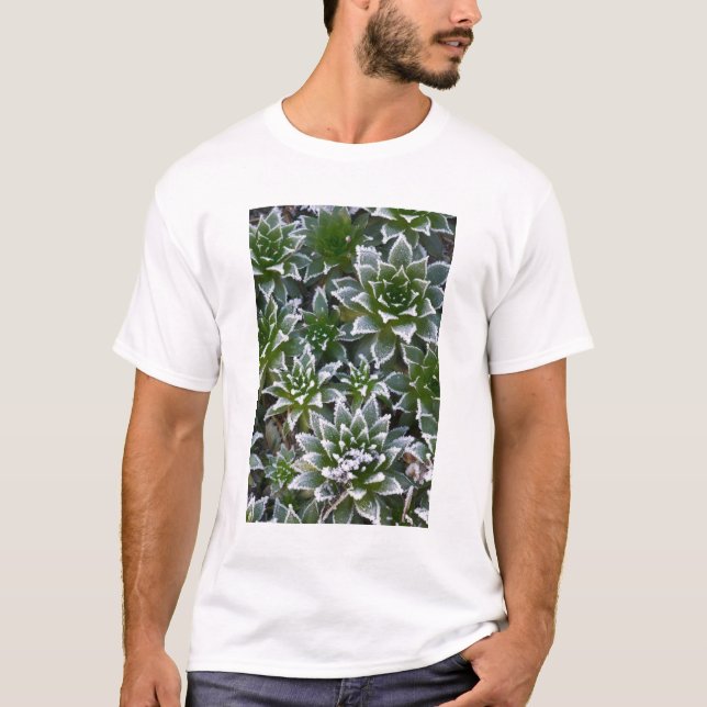 Hen & Chicks sukkultiviert mit Frost am Anfang T-Shirt (Vorderseite)