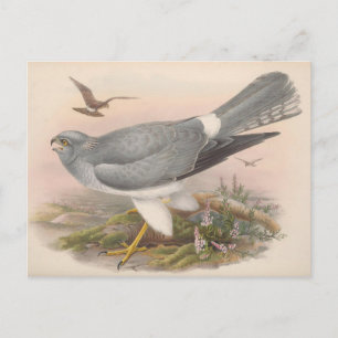 Hen Marsh Harrier Bird_GC - Postcard Postkarte