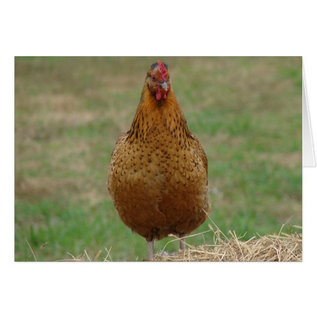 Hen On a Hay Bale (Vorderseite (Horizontal))