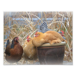 Hen Party Foto Print