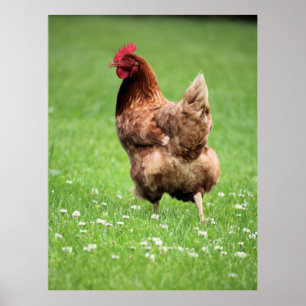 Hen Poster