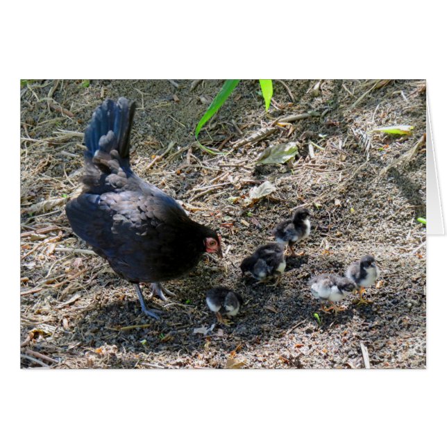 Hen und Chicks (Vorderseite (Horizontal))