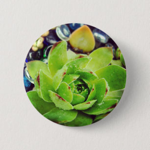 Hen und Chicks Button
