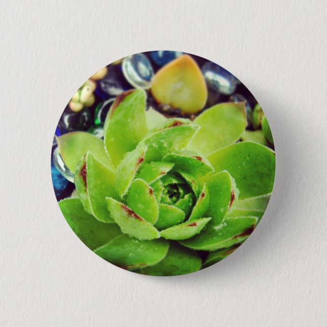 Hen und Chicks Button (Vorderseite)