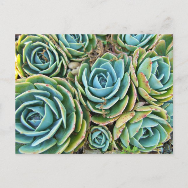 Hen und Chicks Postkarte (Vorderseite)