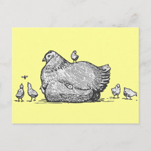 Hen und Chicks Postkarte