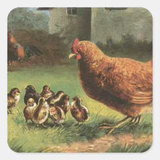 Hen und Chicks Quadratischer Aufkleber