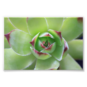 Hen und Chicks Schöne, grüne Blume Fotodruck